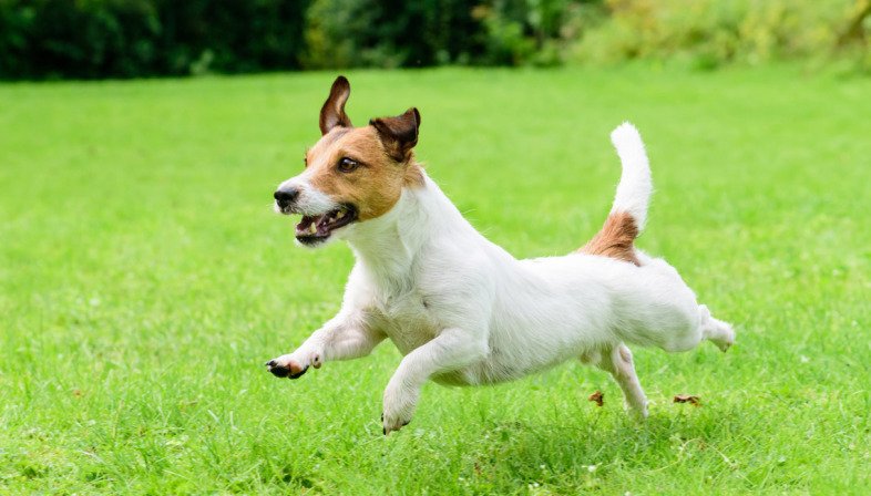 Il MAUTO è un museo Dog Friendly!!!